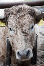 Hausrind (171 von 174).jpg